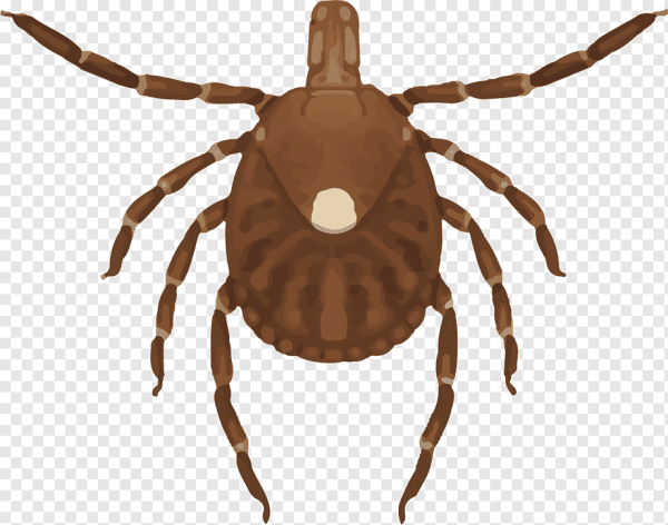 Клещ без фона