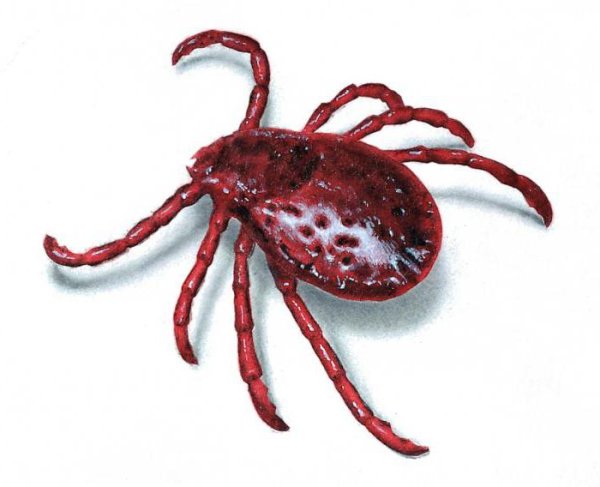 Клещи на прозрачном фоне