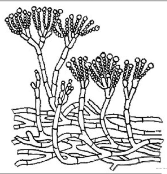 Мицелий пеницилла