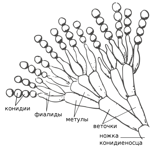 Конидиеносец пеницилла