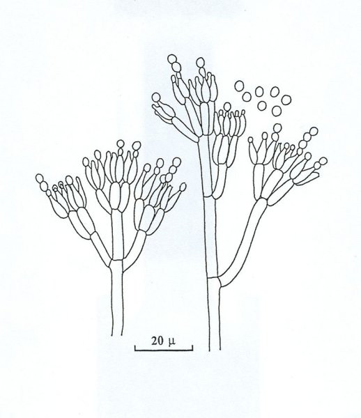 Penicillium микробиология