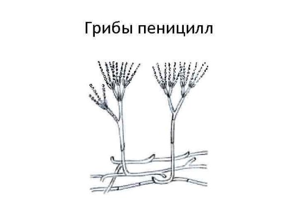 Гриб пеницилл строение