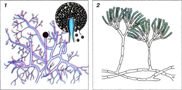 Пеницилл строение рисунок