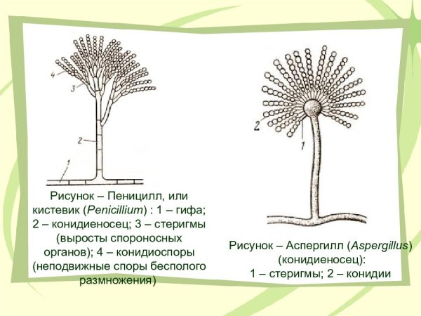 Конидиеносец Aspergillus