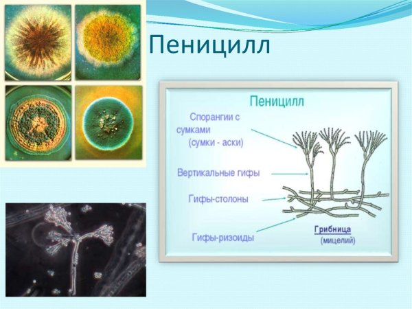 Пеницилл сапрофит