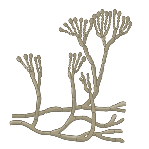 Гриб пеницилл