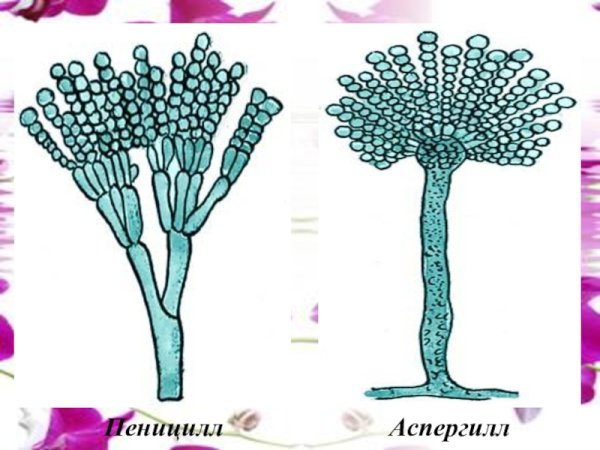 Пеницилл и аспергилл