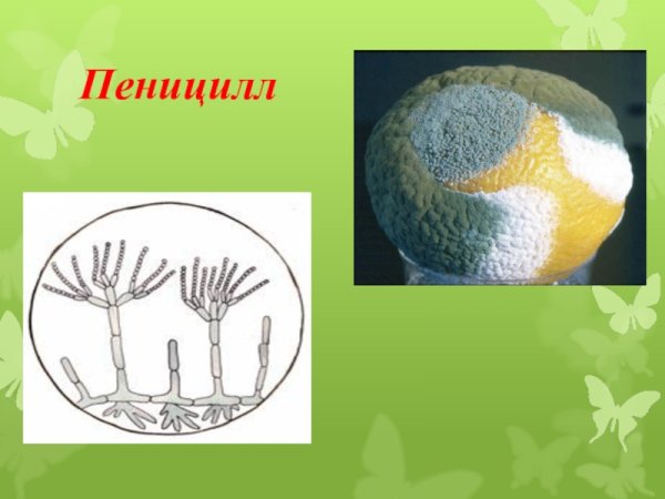 Пеницилл гриб паразит