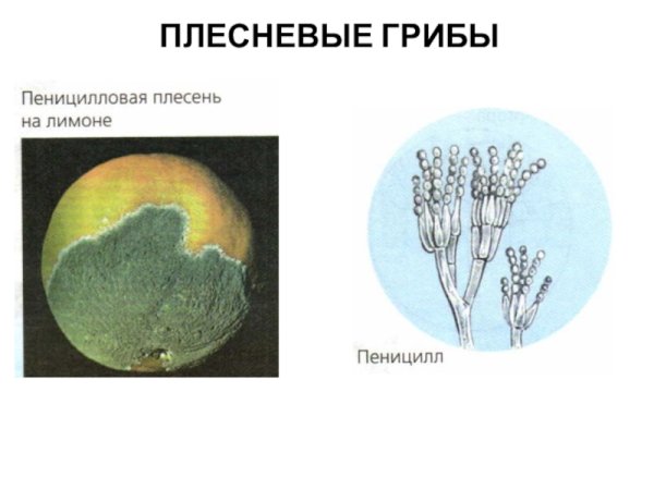 Пеницилл строение