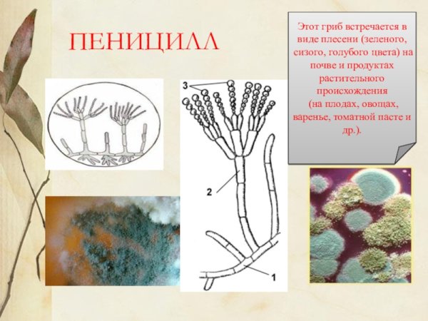 Сизая плесень пеницилл