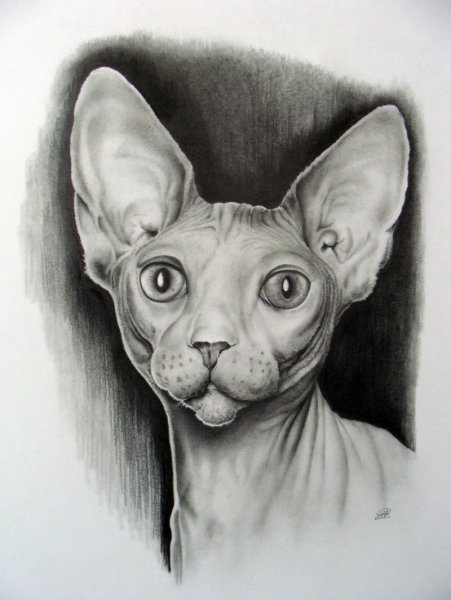 Сфинкс для срисовки