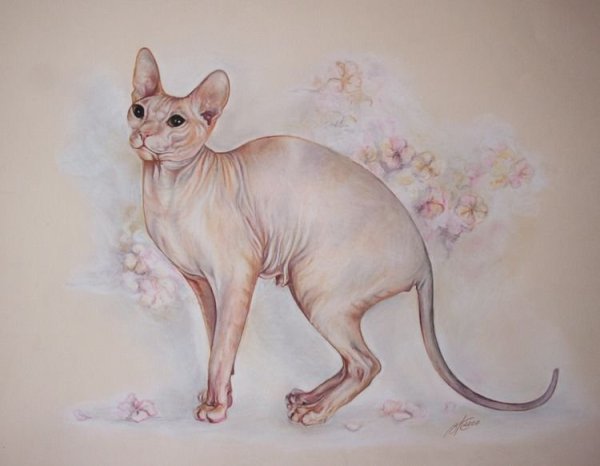 Донской сфинкс рисунок