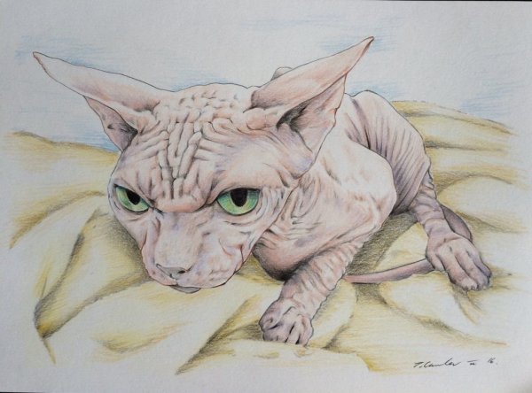 Кот сфинкс рисунок