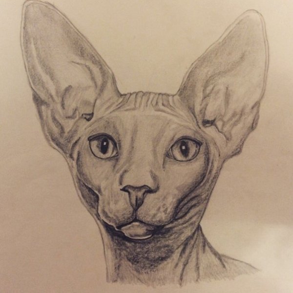 Сфинкс рисунок