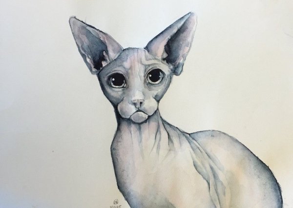 Кошка сфинкс акварель