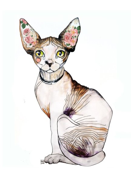 Канадский сфинкс вектор