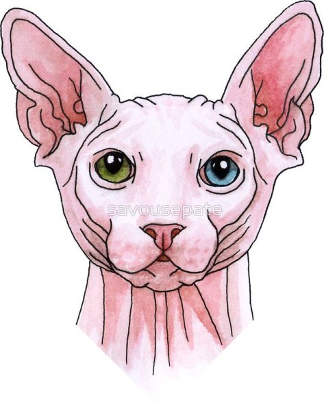 Канадский сфинкс стикер