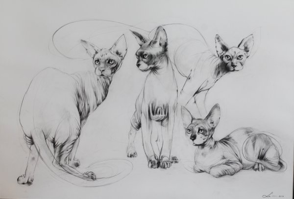 Наброски кошек карандашом