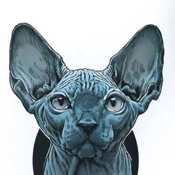 Канадский сфинкс арт