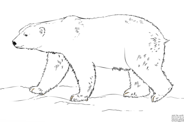 Белый медведь раскраска для детей