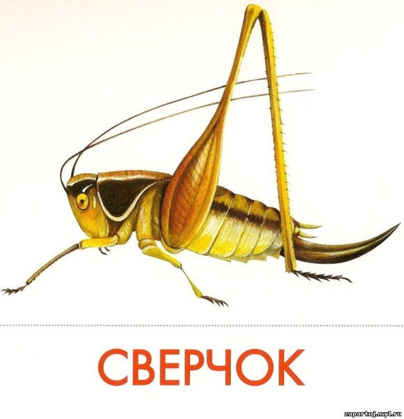 Сверчки насекомые для детей