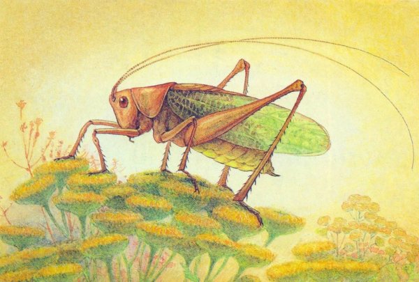 Сказочные насекомые