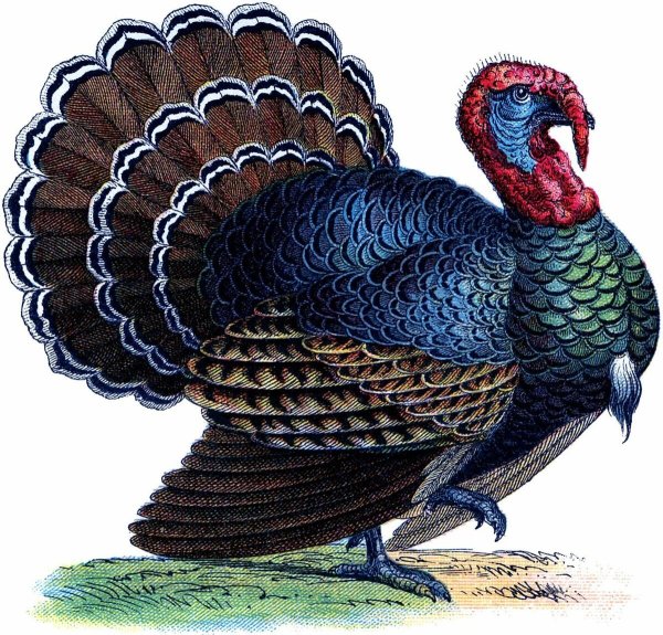 Мультяшный индюк индюшка индюшата