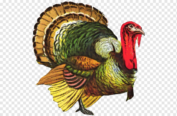 Индюк индюшка и индюшонок