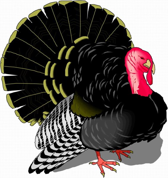 Индюк раскраска