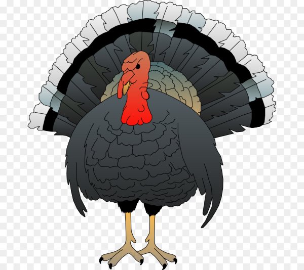 Индюк, индюшка, индюшонок для дошкольников