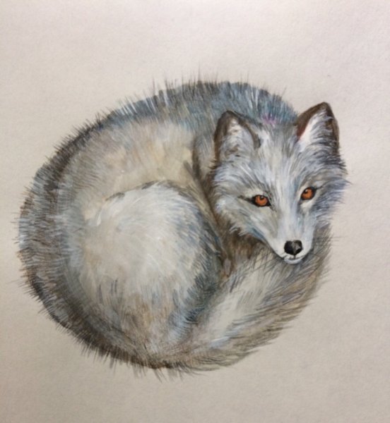 Песец для рисования