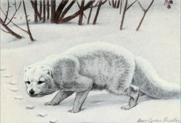 Песец детский рисунок