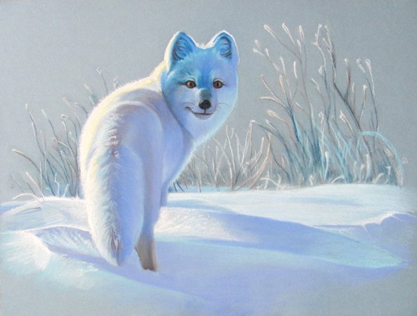 Животные тундры песец рисунок
