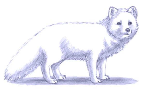 Писец акварель