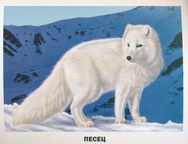 Белая лиса мультяшная