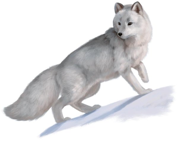 Песец Полярная лиса