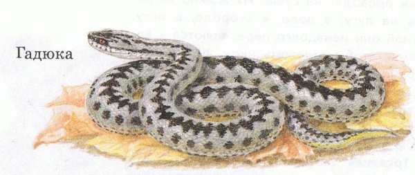 Гадюка обыкновенная в Нижегородской области