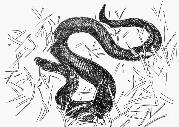 Чёрная гадюка змея