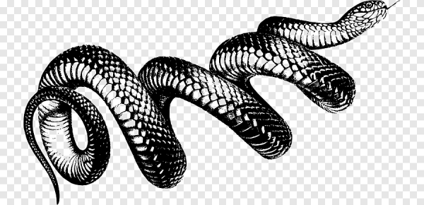 Змея на белом фоне