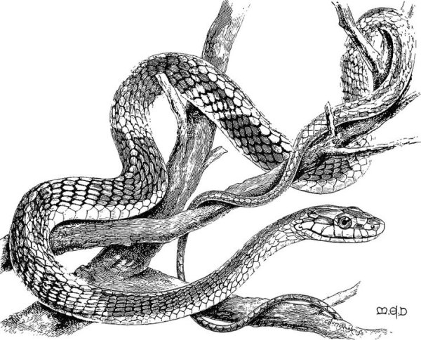 Узор гадюки