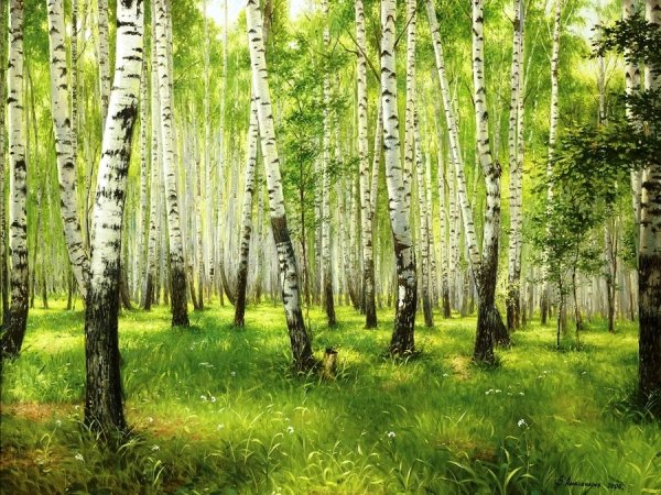 Пейзаж Березовая роща Епишина