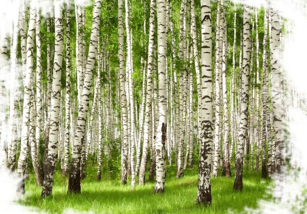 Деревенчук Березовая роща