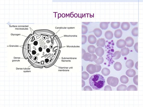 Тромбоциты схема