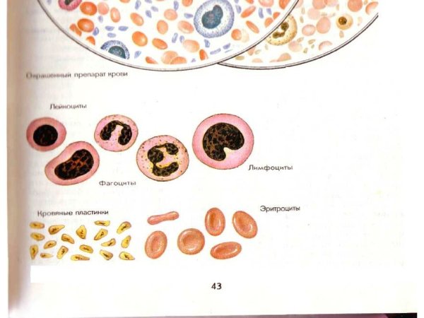 Кровяные пластинки рисунок