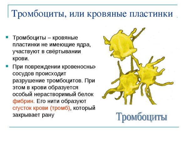 Тромбоциты это