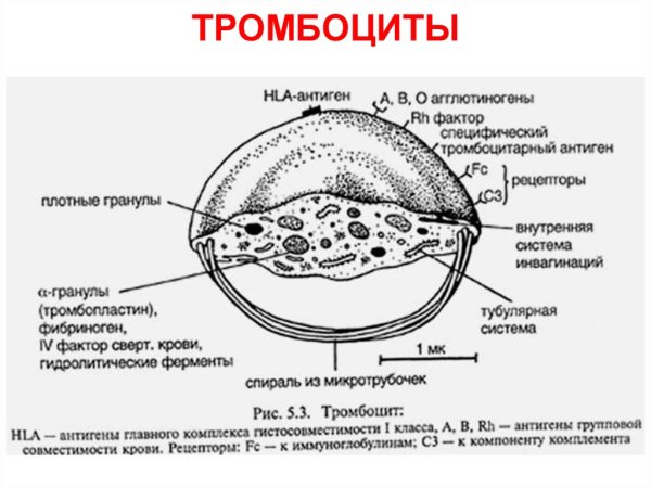 Строение тромбоцитов