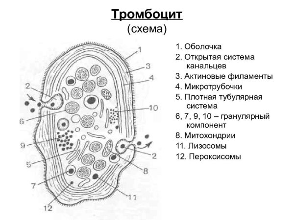 Строение тромбоцитов