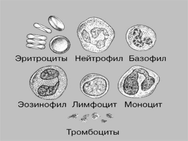 Клетки крови эритроциты лейкоциты тромбоциты рисунок