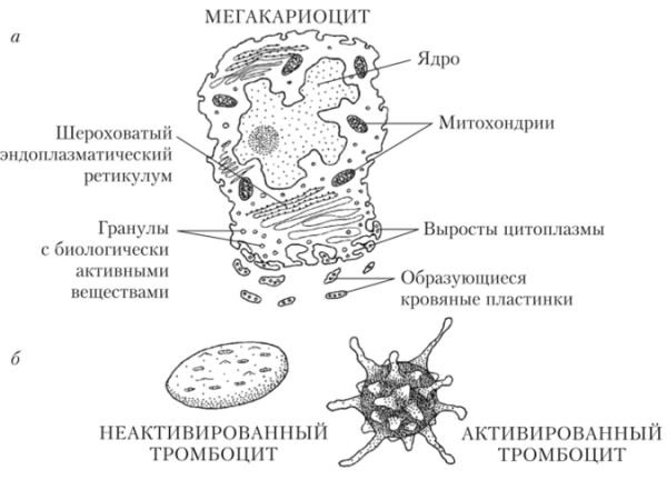 Строение тромбоцита гистология
