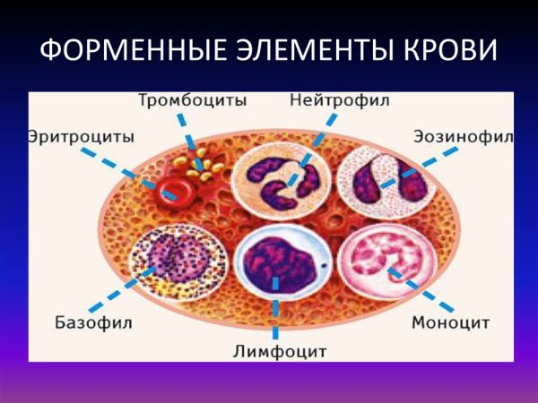 Форменные элементы крови схема